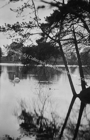 LAKE WITH SWAN TREES